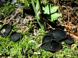 shows growth pattern and habitat on a moss-covered log. Pseudoplectania nigrella.